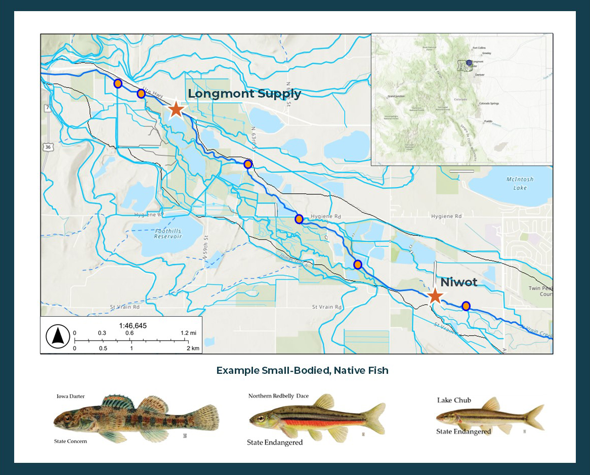 A map showing the project area for St. Vrain Creek as well as examples of small-bodied, native fish.