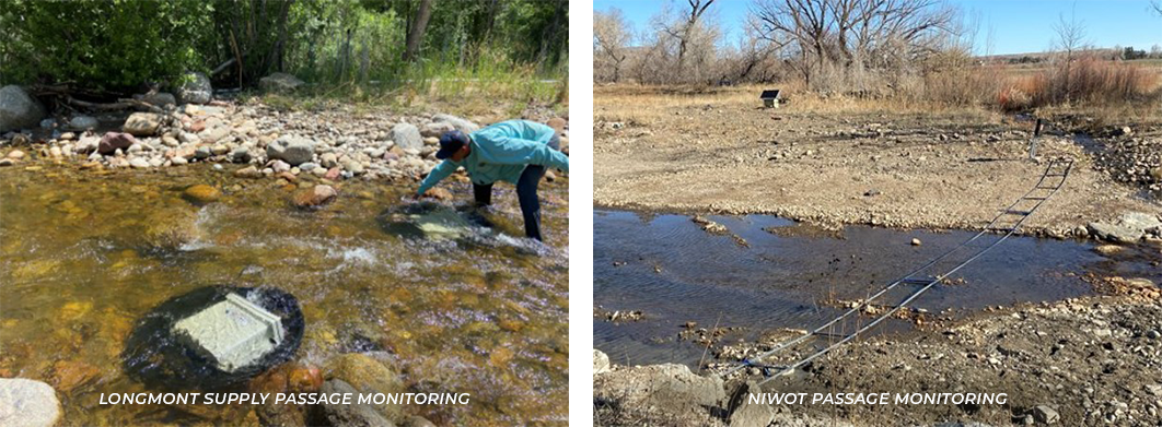 Images of fish passage monitoring in the field as part of the adaptive management plan for St. Vrain Creek.